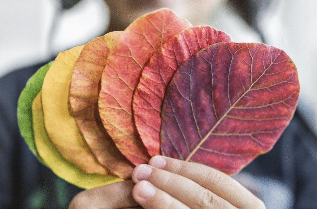 DaVinci Resolveで拓く映像美の世界